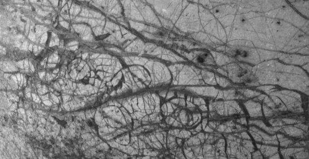 Ice "floes" on Europa
Jupiter's moon Europa, as seen in this image taken June 27, 1996 by NASA's Galileo spacecraft, displays features in some areas resembling ice floes (--->banchise) seen in Earth's Polar Seas. Europa has an icy crust that has been severely fractured, as indicated by the dark linear, curved, and wedged-shaped bands seen here. These fractures have broken the crust into plates as large as 30 Km (approx. 18,5 miles) across. Areas between the plates are filled with material that was probably icy slush contaminated with rocky debris. Some individual plates were separated and rotated into new positions. Europa's density indicates that it has a shell of water ice thicker than 100 Km, parts of which could be liquid. Currently, water ice could extend from the surface down to the rocky interior, but the features seen in this image suggest that motion of the disrupted icy plates was lubricated by soft ice or liquid water below the surface at the time of disruption. This image covers part of the Equatorial Region of Europa.
Parole chiave: Jupiter Moons - Europa