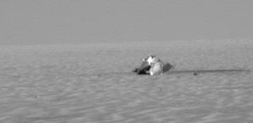The Heat-Shield
Caption NASA originale:"NASA's Mars Exploration Rover Opportunity took this image with its panoramic camera when the rover was about 130 meters (427 feet) from its heat shield, during the rover's 322nd sol (Dec. 19, 2004). The protective device shielded the rover from intense frictional heat as it entered the martian atmosphere. The heat shield was shed during the descent and landing sequence, just before the rover (within its folded lander) was lowered on a bridle. Scientists and engineers are interested in seeing what effects the descent had on the heat shield and are directing Opportunity to examine it".
Parole chiave: Heat-Shield