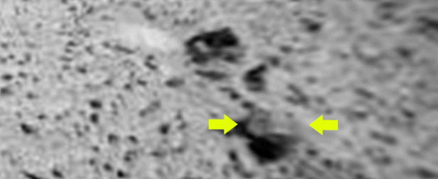 Flat-Face is winkin' at us? - Sol 589
Una bellissima interpretazione di una Roccia Marziana "mutante", come sempre operata dal Dr Feltri.

Nota: tutte le ricostruzioni operate dal Dr Feltri (come da qualsiasi altro Ricercatore) che vengono pubblicate sul Sito Lunar Explorer Italia, sono ottenute con frames NASA originali NON elaborati nè digitalmente riveduti e/o corretti (diciamo "migliorati"). 
Questo significa che le cose "strane" che vedete, sono "strane" in Natura, su Marte, e non sono il risultato di una qualche elaborata ricostruzione realizzata usando dei super-softwares o quant'altro. Che poi la NASA, l'ESA e tanti altri Scienziati che operano in questo campo "non riescano a vedere niente di strano"...Beh, questo è un problema loro, non nostro.

Non credete?!?...
Parole chiave: Mars Rocks, Sand and Debris - Extremely Anomalous Surface Feature
