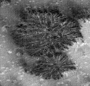 The "Martian Trees" (Original NASA/MGS/MSSS b/w Frame - EDM)
nessun commento
Parole chiave: Mars from orbit - South Polar Features - Defrosting Regions