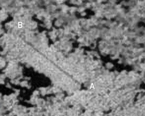 AS 16-108-17698 - Anomalous Surface Features (detail mgnf n. 1)
Su questa "sottile linea grigia", a nostro parere, potremmo disquisire per anni e non arrivare a nulla. Diciamo che non pare proprio un photoartifact e che, se osservata con attenzione, ricorda una sorta di ombra: l'ombra di un cavetto piuttosto sottile sospeso a mezza altezza.
Il problema, però, è che di cavetti di questo tipo, in questo frame, non ce ne sono (o, almeno, non se ne vedono). Potrebbe allora trattarsi di una sottilissima e regolarissima crepa superficiale: operando uno stretching estremo del frame la linea - infatti ed ovviamente... - perde regolarità e l'ipotesi che si tratti di una sorta di crepa del suolo può anche reggere: una crepa/fessura che parte da un piccolo foro dalla forma irregolare (A) e che va a frastagliarsi nel punto (B).

Ci sentiamo comunque di escludere l'ipotesi che si tratti di un frammento di un "manufatto lunare" (come il Prof. Hoagland invece insiste con il dire) per mancanza di dati oggettivi di supporto.
Parole chiave: Lunar Surface - Extremely Unusual Surface Feature - Possible Anomaly