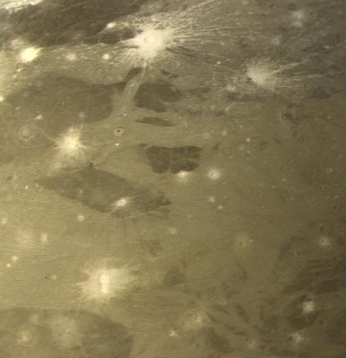 Ganymede (natural colors and HR)
Caption NASA originale:"This color picture as acquired by Voyager 1 during its approach to Ganymede, at ranges between about 230 to 250.000 Km. The image shows detail on the surface with a resolution of 4,5 Km/px. 
This picture shows the two distinctive types of terrain found by Voyager: the darker ungrooved regions and the lighter areas which show the grooves or fractures in abundance. The most striking features are the bright ray craters which have a distinctly "bluer" color appearing white against the redder background. Ganymede's surface is known to contain large amounts of surface ice and it appears that these relatively young craters have spread bright fresh ice materials over the surface. Likewise, the lighter color and reflectivity of the grooved areas suggests that here too, there is cleaner ice. We see ray craters with all sizes of ray patterns, ranging from extensive systems of the crater in the northern part of this picture, which has rays at least 300-500 kilometers long, down to craters which have only faint remnants of bright ejecta patterns".
Parole chiave: Jupiter's Moons - Ganymede