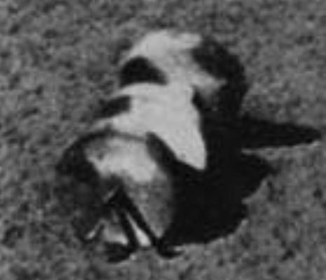 Lunik 13: Oceanus Procellarum (5)
Non abbiamo elementi decisivi che supportano questa conclusione: si tratta solo di una nostra sensazione, basata sull'esperienza (nell'analisi di oggetti similari) e confortata, in parte, dal fatto che abbiamo già visto in passato dei macigni simili (ma l'immagine, sebbene qualitativamente buona, è comunque poco chiara nel caso specifico). In realtà il problema è tutt'altro che risolto, ma la vera - ed inspiegabile - Anomalìa appare in questo secondo detail mgnf. La forma di questo oggetto ci ricorda la cosiddetta "vite senza fine" e, a ben guardare, un corpo simile - laddove naturale - verrebbe a costituire una Singolarità enorme. 
Di che si tratta? 
Diremmo che non è un oggetto metallico (e ce lo rivelano la sua albedo e tessitura) e che non è un "pezzo" del Lander (troppo grande, decisamente sproporzionato rispetto al Lander ed è pure troppo irregolare - sebbene lineare - per essere man-made). 

Che cos'è dunque? Se fossimo su Marte, potremmo azzardarci a dire "è un fossile"; ma sulla Luna...
Parole chiave: Highly controversial frame