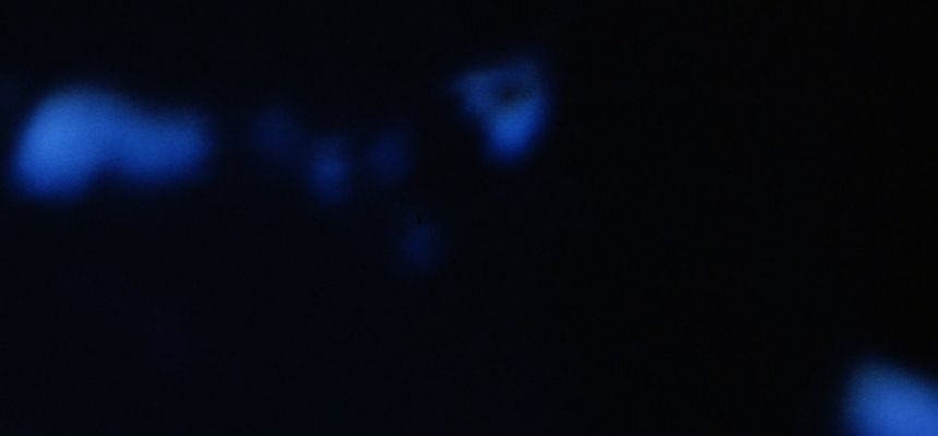 AS 14-74-10219 - Undocking and blue reflections (8) - ORIGINAL - HD (Detail Mgnf)
EccoVi un "frammento" del frame originale in cui vengono ripresi questi suggestivi riflessi azzurri. Onestamente, non siamo in grado di dirVi se si tratta effettivamente di riflessi oppure se c'è qualcosa all'esterno della Navicella Americana. Dopo aver visto ed esaminato il frame originale uncompressed, la nostra sensazione è che si tratti effettivamente di semplici riflessi. 
Non vogliamo essere fraintesi e quindi precisiamo che stiamo parlando di "sensazione" nel senso più ampio e proprio del termine, ossìa di qualcosa che non ha nulla a che vedere con dati oggettivi e/o valutazioni scientifiche. Noi possiamo solo invitarVi a guardare questo frame, valutarlo e studiarlo, così cercando di maturare una convinzione (od anche una semplice opinione) la quale sia, comunque, più accurata della nostra "sensazione".
Buon lavoro!...
Parole chiave: Controversial image