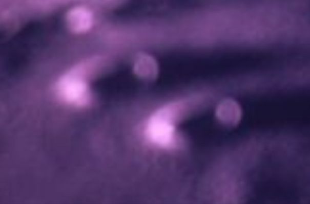 AS 15-91-12403 - The Lunar "Hangars" (1)
Il bravissimo Ricercatore (nonchè ottimo "elaboratore di immagini") Fabio Italiano ("OldGrey" - SpazioUfo.com) ci manda questo nuovo detail mgnf dell'area sorvolata dalla Navicella Endeavour (crateri Wallace e Wolff 'B'). Il problema del "braccio/spuntone" che appare sulla Vostra Sx sembra superato (anche l'Amico Fabio, infatti, ritiene che si tratti di una componente della Navicella stessa), ma il particolare della superficie Lunare che viene esaltato dal detail mgnf rimane un mistero. Citiamo OldGrey:"...non sono hangars. Sono ben altro sicuramente. Facilmente interpretabili come hangars ma non hanno cavità e dalle mie elaborazioni ciò si vede abbastanza bene! Hanno dimensioni pressochè identiche sia per forma che per dimensioni: quello posto più in alto è leggermente (e dico leggermente) più grande ma, considerando le asperità del suolo,  possiamo dire che sono di uguali dimensioni, sia per quanto riguarda la larghezza, sia la lunghezza. E già questa la considererei un'Anomalìa incredibile...".
Parole chiave: The Moon from orbit - Highly controversial frame