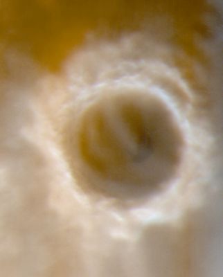 Lomonosov Crater in Wintertime
Caption NASA originale:"On April 20, 2000 (Wintertime on Mars), the Mars Orbiter Camera (MOC) onboard Mars Global Surveyor (MGS) captured this view of a chilly Lomonosov Crater. The rims of the crater appear white because they are covered with wintertime frost. A dark patch just right of center on the crater floor is a sand dune field. Both low-lying ground fogs (fuzzy, patchy areas around the lower perimeter of the crater) and higher cloud layers (fuzzy white arcs seen within the crater and towards the upper right) obscure much of the surface. The Sun, only 12° above the horizon, bathes the scene in a reddish-brown hue. Lomonosov Crater is about 150 Km (93 mi) across and located on the martian northern plains at 64.8° N, 8.8° W. The crater is named for the 18th Century Russian chemist, Mikhail V. Lomonosov (1711-1765)".
Parole chiave: Mars from orbit - Craters - Lomonosov Crater