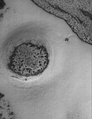 Unnamed Defrosting Crater (Original NASA/MGS/MSSS b/w Frame)
Caption NASA originale:"This MGS-MOC image shows a Surface in the South Polar Region, covered by CO2 Frost. In this springtime scene, the Frost has begun to sublime so that Sandy Surfaces exhibit an abundance of Dark Spots. The circular depression is probably the remains of an Impact Crater. In summer, the Spotted Surfaces in this image would be darker than their surroundings, because they are patches of Windblown Sand". 

Location near: 67,6° South Lat. and 254,3° West Long.
Image width: ~3 Km (~1,9) mi 
Illumination from: upper left 
Season: Southern Spring
Parole chiave: Mars from orbit - Craters - Unnamed Defrosting Crater