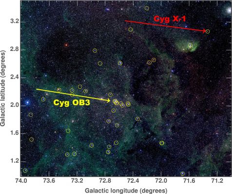 Cygnus X-1 and Cygnus OB3
Da "NASA - Picture of the Day" del 2 Aprile 2005:"The formation of a Black Hole from the collapsing core of a massive star is thought to be heralded by a spectacular supernova explosion. Such an extremely energetic collapse is also a leading explanation for the mysterious cosmic Gamma-Ray bursts. But Researchers now suggest that the Milky Way's most famous black hole, Cyg X-1, was born when a massive star collapsed without any supernova explosion at all. Their dynamical evidence is summarized in this color image of a region in Cygnus, showing Cyg X-1 and a cluster of massive stars (yellow circles) known as Cygnus OB3. Arrows compare the measured direction and speed of Cyg X-1 and the average direction and speed of the massive stars of Cyg OB3. The similar motions indicate that Cyg X-1's progenitor star was itself a cluster member and that its path was not altered at all when it became a Black Hole. In contrast, if Cyg X-1 were born in a violent supernova it would have likely received a fierce kick, changing its course. If not a supernova, could the formation of the Cyg X-1 black hole have produced a dark gamma-ray burst in the Milky Way? ".
Parole chiave: From Earth Images