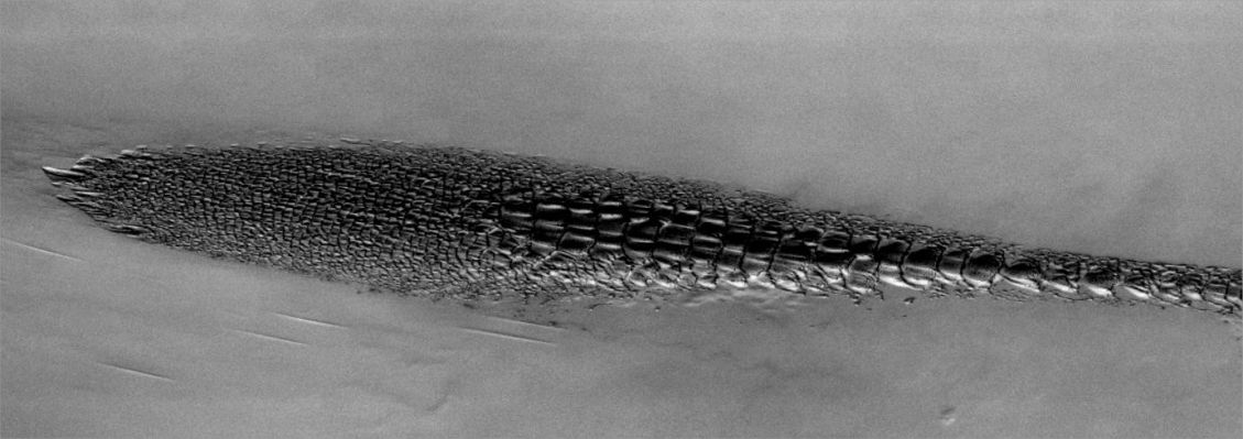 North Polar Dunes (Original NASA/JPL/ASU b/w Frame)
Image information: VIS instrument;
Latitude: 82,4° North;
Longitude: 314,5° East;
Resolution: 40 meter/pixel. 


Parole chiave: Mars from orbit - North Polar Regions - Dark Dunes