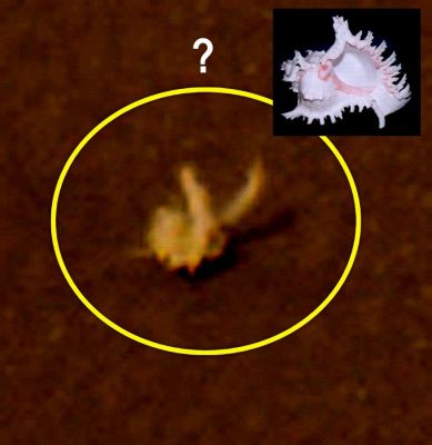 Martian "Bunny" or Martian "Shell"? Probably just a Martian Entity (3)
"...Ebbene è proprio questo “frastagliamento” che mi ricorda tanto quello di una conchiglia “terrestre”: la conchiglia che vedete in questo frame, accanto alla sua (quasi) "Gemella Marziana". (Fabio Italiano)

***

Che dire? Il modello di Fabio Italiano, basato su un'analisi comparativa visuale, ha dei validi punti a favore ed a noi piace.
L'idea del "coniglio", d'altra parte, era totalmente una boutade mentre quella della "conchiglia" ci sembra molto più ragionevole e, visto anche il probabile passato di Meridiani Planum, anche ben ragionata.

L'unica posizione che, invece, resta veramente difficile da difendere è, ancora una volta, quella della NASA: un pezzo di airbag... E dove è andato a finire il "pezzo di airbag" nei Soles successivi? Spazzato via dal vento? E no, cari Amici di Pasadena: tra i Soles 4 e 12, su tutta Meridiani Planum e, comunque, nell'area di landing di Opportunity, la NASA stessa dice "winds absent".

E allora? Che cosa è successo alla "conchiglia" (se Vi piace l'idea) o al "frammento di airbag" (se volete sposare la tesi NASA)? 
Chi lo ha "portato via", dato che l'Imputato n. 1 per il "furto" - il Vento - era...assente?!? 



Parole chiave: Highly Controversial Frame - MER Opportunity Series
