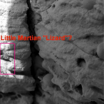 Xenomorph (1) - Sol 39
Una splendida (vorremmo proprio dirlo ma, per adesso, non abbiamo ancora gli elementi necessari e sufficienti per farlo) "Scoperta" del Dr Barca: un "piccolo rettile" (qualcosa che assomiglia davvero tantissimo ad una lucertolina) che sbuca da una roccia e guarda con aria curiosa, ma non spaventata, verso il Microscopic Imager del Rover Opportunity.

Non si tratta del primo caso di CILs ("Candidate Indigenous Lifeforms"), ma senz'altro si tratta di un caso meritevole di attenzione. 

Una precisazione (che intende prevenire quello che ci potrebbero dire molti Lettori): siamo consapevoli della umana tendenza a ricondurre elementi e forme ignoti/e ad elementi e forme noti/e. 
E' proprio per questo motivo, infatti, che noi viaggiamo sui binari della prudenza estrema e del pragmatismo più radicale: perchè noi siamo consapevoli che molte (potenziali) "Scoperte" che riteniamo di aver fatto - come questa e come tante altre simili che trovate nelle nostre pagine - potrebbero rivelarsi, in futuro, "errori&sviste".
Parole chiave: Extremely Anomalous Surface Feature - Possible CIL