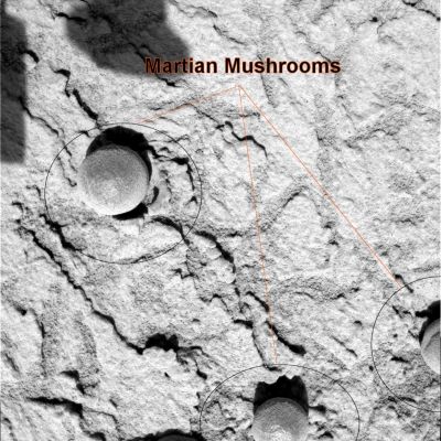 Martian "Mushrooms" - Sol 124
Alla NASA, questi incredibili ed affascinanti rilievi superficiali - comunissimi nella Regione di Meridiani, ma visibili - anche se raramente - pure nei pressi delle Columbia Hills (Gusev Crater), li hanno prima chiamati "Frutti di Bosco Marziani" (Martian Berries) e poi, tanto per far vedere che a Pasadena sanno anche essere "seri", li hanno ribattezzati "spherules" (oss�a "sferule").
Ipotesi sulla loro origine? Nessuna. 

Noi, tanto per scherzare insieme alla NASA, abbiamo pensato che questi rilievi, se proprio dobbiamo farli assomigliare a qualcosa di terrestre, ci ricordano una sorta di minuscoli funghetti (ergo: "mushrooms"). 
Ma la verit� � che nessuno sa di che cosa esattamente si tratti, anche se la pista "biologica-fossile" a noi continua a sembrare la pi� valida. E ci scusi tanto la NASA...
Parole chiave: Microscopic Imager - Martian Berries