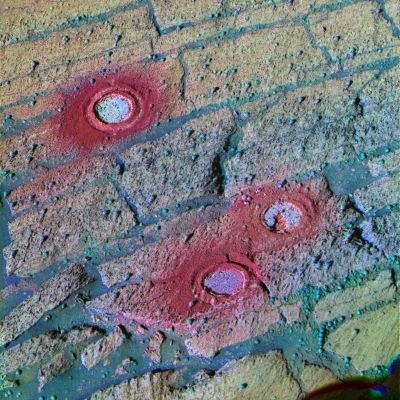 "Decorrelation Stretch": layers inside Endurance (stretched colors) - Sol 143
Caption NASA originale:"This PanCam image from Opportunity has been processed using a technique known as "Decorrelation Stretch" (DS) to exaggerate the colors. The area in the image includes 3 holes created inside Endurance Crater by Opportunity's RAT between Sol 143 and Sol 148 (June 18 and June 23, 2004). Because color variations are so subtle in the pictured area, stretched images are useful for discriminating color differences that can alert scientists to compositional and textural variations. For example: without the exaggeration, no color difference would be discernable among the tailings left behind after the grinding of these holes, but in this stretched image, the tailings around 'London' (top) appear more red than those of the other holes (Virginia', middle, and 'Cobble Hill,' bottom). Scientists believe that is because the RAT  sliced through 2 "blueberries" or spherules (visible on the upper left and upper right sides of the circle). When the blades break up these spherules, composed of mostly gray hematite, the result is a bright red powder. In this image, you can see the rock layers that made the team want to grind holes in each identified layer. The top layer is yellowish red, the middle is yellowish green and the lower layer is green. Another advantage to viewing this stretched image is the clear detail of the distribution of the rock abrasion tool tailings (heading down-slope) and the differences in rock texture".
Parole chiave: Endurance Crater - The Inner Walls