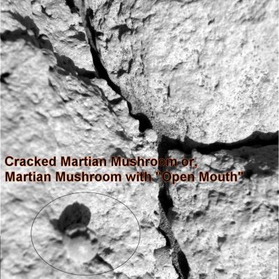 Martian Mushroom with "open mouth"... - Sol 259
Affascinante, unico ed incommentabile: con una immagine simile, infatti, ognuno può legittimamente pensare quello che vuole...
Parole chiave: Microscopic Imager - Martian Berries - Highly Controversial Frame