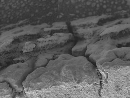 Roosevelt is on Mars (1) - Sol 727
This image mosaic from the MI aboard NASA's MER Opportunity shows detailed structure of a small fin-like structure dubbed "Roosevelt", which sticks out from the outcrop pavement at the edge of Erebus Crater.

Roosevelt lines a fracture in the local pavement and scientists hypothesize that it is a fracture fill, formed by water that percolated through the fracture. This would mean the feature is younger than surrounding rocks and, therefore, might provide evidence of water that was present some time after the formation of Meridiani Planum sedimentary rocks. 

The image shows fine laminations (layers about 1 mm or 0,04" thick) that run parallel to the axis of the fin. Some of the textures visible in the image likely indicate that minerals precipitated from the outcrop rocks, but sediment grains are also apparent. 

The frames combined into this mosaic were taken during Opportunity's 727th Sol (Feb. 8, 2006).
Parole chiave: Microscopic Imager (MI) - Outcrops' edges near Erebus