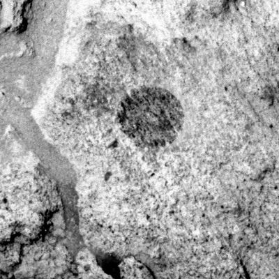 The "paving" of Husband Hill - Sol 646
Pubblichiamo questo frame del Sol 646 di Spirit poichè, a nostro parere, il dettaglio ripreso dalla PanCam del Rover assomiglia in maniera notevole ai "Pavimenti di Meridiani". A nostro parere, però, questa similitudine potrebbe e dovrebbe essere solo apparente, una volta che si sia tenuto conto della sostanziale diversità esistente fra la tessitura del suolo Marziano in area  Gusev Crater in rapporto a quanto visto ed analizzato in area Meridiani Planum. 

Original caption:"Left Pan-Cam Non-linearized Sub-frame EDR acquired on Sol 646 of Spirit's mission to Gusev Crater at approx. 13:02:08 MLT, camera commanded to use Filter 2 (753 nm)".
Parole chiave: Mars rocks, sand and debris