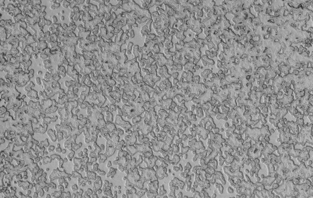 Early Fall at the South Pole
Caption NASA originale:"This MGS-MOC image shows a portion of the South Polar Residual Cap. The darkened edges of the pits and mesas are evidence of the removal — by sublimation — of frozen CO2 during the recent Martian Summer. 
Summer ended and Autumn began in January 2006, shortly before this image was acquired".

Location near: 86,8° South; 90,5° West
Image width: ~3 Km (~1,9 mi)  
Illumination from: upper left  
Season: Southern Summer
Parole chiave: Mars from orbit - South Polar Features - Residual Cap