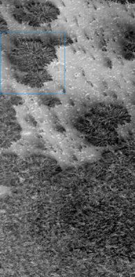The "Martian Trees" (Original NASA/MGS/MSSS b/w Frame)
Tanti commenti sono stati già fatti e non li ripetiamo. La curiosità che Vi segnaliamo, invece, è data dal nome attribuito a questi rilievi anomali dal Curatore del Sito MU: gli "Arthur Clarke Trees".
Un nome carino ed ingegnoso, anche se leggermente ambiguo (al pari, comunque, del grande Scrittore ed Autore, fra l'altro, della saga di "2001: A Space Odyssey" - 4 volumi - oltre che del meraviglioso, sebbene poco conosciuto, "Beyond the Fall of the Night").
Parole chiave: Mars from orbit - South Polar Features - Defrosting Regions
