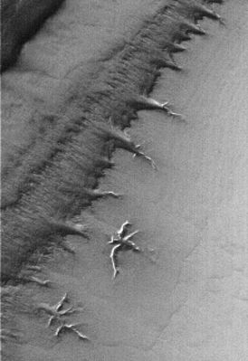 Features of the South Polar Regions (EDM - Original NASA/MGS/MSSS b/w Frame)
nessun commento
Parole chiave: Mars from orbit - South Polar Regions
