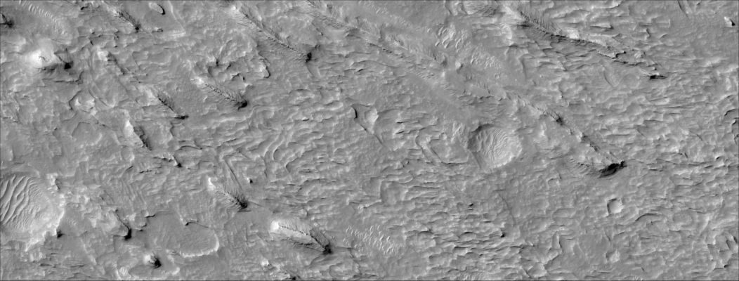 Yardangs in Medusa Fosse
This image covers a portion of an outcrop of the Medusae Fossae Formation, a series of light-toned terrains in the Martian mid-latitudes. The Medusae Fossae has been and remains one of the most enigmatic features on Mars. The unit is characterized by wind-sculpted landforms, most notably eroded ridges known as yardangs. The composition of the Medusae Fossae is not known, but candidates include indurated (hardened) volcanic ash or remnants of dust-ice mixtures that formed in a different Martian climate. This HiRISE image reveals new details of the Medusae Fossae. 

Three prominent yardangs are seen, at upper right, lower center right, and partially at lower right. They are aligned with their long axes pointing NW-SE, with tapered ends on the NW, consistent with erosion from a southeasterly wind. One or more hard rocky layers within the yardangs are visible, with the layers commonly segregated into discreet boulders. Isolated rocks are seen on the slopes and at the base of the yardangs, indicating that some formed from breakup of the layers. The rocks may be similar in composition to the softer, non-rocky parts of the yardangs, but simply more indurated. Alternatively, they may be compositionally distinct, challenging current hypotheses for the origin of the Medusae Fossae. 

Light-toned ridges at center left have a gross morphology similar to that of barchanoid dunes, formed from wind-blown sand. If these are dunes or ripples, their orientation is consistent with the presumed wind direction that carved the yardangs. However, zooming in to full resolution reveals flat tops, grooves, and smaller, darker ripple forms to the northwest of the ridges. Therefore if these are dunes, they seem indurated. 

Parole chiave: Mars from orbit - Yardangs (Medusa Fossae)