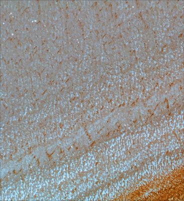 North Polar Layers (1)
This image of the north polar layered deposits was taken during the summer season (solar longitude of 113.6 degrees), when carbon dioxide frost had evaporated from the surface. The bright spots seen here are most likely patches of water frost, but the location of the frost patches does not appear to controlled by topography. Layers are visible at the bottom of the image, mostly due to difference in slope between them. The variations in slope are probably caused by differences in the physical properties of the layers. Thinner layers that have previously been observed in these deposits are visible, and may represent annual deposition of water ice and dust that is thought to form the polar layered deposits. These deposits are thought to record global climate variations on Mars, similar to ice ages on Earth. HiRISE images such as this should allow Mars' climate record to be inferred and compared with climate changes on Earth. 
Image TRA_000825_2665 was taken by the High Resolution Imaging Science Experiment (HiRISE) camera onboard the Mars Reconnaissance Orbiter spacecraft on September 29, 2006. Shown here is the full image, centered at 86.5 degree latitude, 172.0 degrees East longitude. The image is oriented such that north is to the top. The range to the target site was 298.9 km (186.8 miles). At this distance the image scale is 59.8 cm/pixel {with 2 x 2 binning} so objects ~1.79 m across are resolved. In total the original image was 12.2 km (10024 pixels) wide and 6.1 km (5000 pixels) long. The image was taken at a local Mars time of 3:30 PM and the scene is illuminated from the southwest with a solar incidence angle of 63.5 degrees, thus the sun was about 26.5 degrees above the horizon. 



Parole chiave: Mars from orbit - North Polar Features - Layers