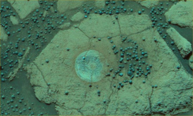 The "True Colors" of Mars (23)
"...Alla fine degli anni '70 fu diffuso uno studio NASA che attribuiva all'azione dei raggi cosmici la presenza di vortici di sabbia sulla superficie lunare, definendo il tutto un fenomeno elettrostatico. Tale circostanza è possibile che si verifichi anche su Marte, dove dal Microscopic Imager sappiamo che le configurazioni che vediamo sono per lo più agglomerati di particelle la cui natura è, a mio parere, di origine bio-magnetica (in fondo anche il nostro DNA è un polielettrolita). 
Capirai che entriamo nella biochimica e nelle alte energie e quindi in un campo minato dal punto di vista del cover-up.

Ed infine un'altra piccola notazione: i filtri colore della PanCam di destra (di cui al "popolo" vengono diffuse solo immagini ritoccate o fasulle in toto) sono fatti per agire sulla banda dell'infrarosso, ergo allo scopo precipuo di isolare con precisione un materiale dall'altro: il che rivela un totale disinteresse della NASA per i "colori reali" di Marte. 

Ma è ovvio: loro li conoscono già..."
Parole chiave: Martian Berries