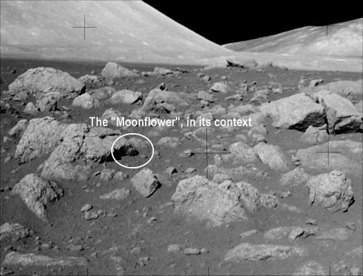 AS 17-145-22171 - Moonflower (context image-HR)
Nuove ed estremamente controverse caratterizzazioni della Superficie Lunare, in una serie di frames HR selezionati dal nostro Grande Amico e Ricercatore Esterno, Dr Gianluigi Barca.
In questo frame contestuale, all'interno della cerchiatura bianca, potrete vedere uno stranissimo "outcrop" il quale pare essere formato da una serie di steli che si proiettano, sinuosamente, verso l'alto. 
Nota: noi parliamo di outcrop solo perchè non sapremmo come altrimenti definire questo bizzarro rilievo superficiale il quale, considerato nella sua globalità, sembra essere formato da un corpo centrale e da dei "petali" che lo circondano, proiettandosi - come dicevamo - verso l'alto.

Come chiamare questo nuovo tipo di roccia? Beh, considerato che i nomi che scelgono alla NASA, oltre che ridicoli, spesso sono pure (ed almeno in apparenza) totalmente scorrelati rispetto al rilievo che dovrebbero descrivere, noi andiamo sul "classico": Moonflower, ovvero "Fiore di Luna"...
Parole chiave: Lunar Surface - Extremely Unusual Surface Feature - Possible Anomaly