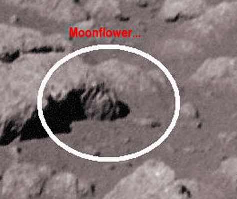 AS 17-145-22171 - Moonflower (detail mgnf-HR)
Per gli Amici Lettori appassionati di fantascienza: osservate bene questo Moonflower e poi provate a ricordare il film "Alien" e quelle stranissime uova (davvero molto simili a cavolfiori, una volta aperte...) dentro le quali si sviluppavano le "creature" (tecnicamente si dovrebbe parlare di "simbionti maligni") le quali avevano il compito di generare - dopo aver trovato e fecondato un organismo (carrier) esterno - i giganteschi e mostruosi "Aliens": notate la curiosa somiglianza? Ed osservate bene il nostro Fiore di Luna nel dettaglio magnificato: non Vi sembra che si tratti, effettivamente, di un qualcosa di internamente "vuoto"?!? 
Una specie di involucro, caratterizzato da un'apertura superiore, ben descritta e definita da ciò che abbiamo chiamato "petali". 
Ma si, lasciateci fantasticare, per una volta: questo rilievo sembra proprio una sorta di "cavolfiore lunare" al quale è stato tolta la porzione centrale (quella appetibile), lasciando le foglie circostanti inalterate.

Chissà se il creatore di "Alien" ha mai visto questo frame e notato il suo (sconcertante) particolare...
E complimenti al Dr Gianluigi Barca, ovviamente!
Parole chiave: Lunar Surface - Extremely Unusual Surface Feature - Possible Anomaly