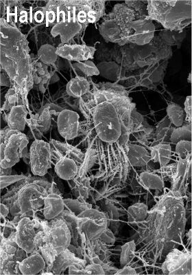 The "Extremophiles": the real "Martians" and "Titanians" (so far...) - (1)
Caption NASA originale:"These close-up images, taken by an electron microscope, reveal tiny one-cell organisms called Halophiles and Methanogens. In a 2-year laboratory study, scientists subjected these organisms to increasingly lower temperatures to determine the coldest temperatures at which the microbes could survive and reproduce. The study shows the microbes could survive at below-freezing temperatures and are within the temperature range on present-day Mars. The organisms also developed a defense mechanism that protected them from cold temperatures. 
The Halophiles and Methanogens are part of a hardy group of microbes called Extremophiles, which thrive in the harshest environments on Earth".

Nota: ed ecco un nuovo "tentativo" - a nostro parere - di spezzare la "cortina di ferro" che circonda le plausibili forme di Vita (in termini terrestri o simil-terrestri) che si potrebbero/dovrebbero individuare su Marte e Titano. 
Il tentativo di divulgazione è interessante e saggiamente concepito (anche se prevedibile): "...per iniziare a dire qualcosa sulla "Vita Altrove" si può partire dai micro-organismi (che il 99% della gente comune non sa neppure che cosa sìano esattamente) e vedere che cosa succede...". Certo, una buona idea: per smantellare l'antropocentrismo ed iniziare a vedere l'Uomo come "parte del tutto" (una "parte" tutt'altro che nobile e centrale) questo approccio è anche apprezzabile...Ma quanto durerà? Per quanto tempo dovremo sentir parlare dei micro-organismi, prima di iniziare ad avere informazioni attendibili sul come stanno esattamente le cose? Mesi? Anni? Secoli?

Quanto tempo è passato prima di "riabilitare" Galileo?... Quanto tempo passerà prima di "vedere le stelle"?!?
Parole chiave: Life-forms