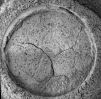 Nome del file=OPP-SOL894-neg4_mos-B918R1.jpg
Dimensione del file=923KiB
Dimensioni=1921x1901
Aggiunta il=Ago 25, 2006 OPP-SOL894-neg4_mos-B918R1.jpg