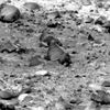 SOL535-2P173860582ESFACAQP2539R7M1.jpg