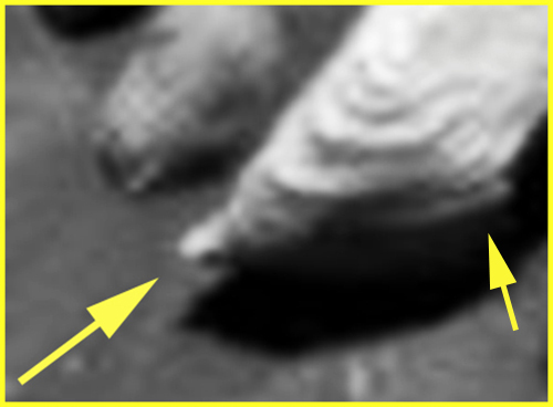 Heads & Tails... - Sol 1095 (EDM n.1 - credits: Ivana Tognoloni)
...Effettivamente, la sensazione che il rilievo indicato dalla freccia gialla di Sx sia una sorta di "testolina" (con tanto di "occhio nero", che sbuca da sotto una sorta di conchiglia rovesciata), c'è...
Parole chiave: Martian Surface - Controversial