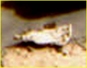 Extremely unusually-looking Surface Feature: The "Shard" (EDM - credits for the additional process. and color.: Ivana Tognoloni - Lunexit Team)
nessun commento
Parole chiave: Martian Surface - Controversial Surface Feature - "The Shard"