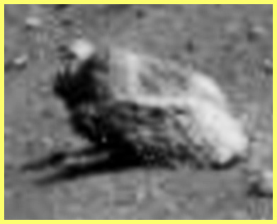 I'm coming out! - Sol 561 (EDM n.1; by Ivana Tognoloni - Lunexit Team)
nessun commento
Parole chiave: Martian Surface - Boulder - Controversial