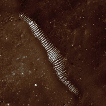 The Bright Dunes of Thaumasia (EDM - possible Natural Colors; credits: Lunar Explorer Italia)
In questo splendido frame ottenuto dalla gloriosa Sonda Mars Global Surveyor e da noi colorizzato in Natural Colors, vediamo le "Dune Elettriche" (come scrivono gli Amici di Mars Unearthed) oppure, come diciamo noi, le "Dune Scintillanti" della "misteriosa" Regione Marziana di Thaumasia. 

Ad ogni modo - e per quale che sia la definizione che vogliate adottare -, il quesito iniziale, che è naturalmente insito nella definizione, rimane: perchè queste "Huge Ripples" sono così brillanti? 
Che cosa è, qual'è l'elemento "decisivo/scriminante" che conferisce loro un'albedo ed un colore (argenteo?) simile? 

Provate a contestualizzare le dune, e Vi renderete conto subito dell'Anomalìa: il terreno che le circonda ed a cui esse accedono, infatti - per lo più si tratta di canaloni, depressioni simil-lacuali e greti di fiumi disseccati da ere -, non è affatto luminoso, anzi...
L'albedo ed il colore delle "Dune Elettriche" di Thaumasia sono quindi una caratterizzazione ESCLUSIVA delle dune stesse, il tutto a dispetto del fatto che le dune - come tutti sanno - di regola CONDIVIDONO LA NATURA dei rilievi sui quali giacciono (pensate, ad esempio, alle Ripples di Meridiani Planum, oppure all'Oceano di Dune (Erg) situato nelle prossimità del Polo Nord Marziano, oppure considerate le dune che si vedono nel Bacino di Gusev, oppure nella Regione di Arabia Terra etc.). 

Certo, le dune - proprio perchè "disegnate" dai venti e quindi in "costante (sempre di regola) divenire" - si caratterizzano anche per la circostanza di avere un'albedo LEGGERMENTE MAGGIORE - nel loro versante più battuto dal vento - di quella del terreno su cui si trovano ma, se non altro in termini di general texture e colore, esse restano SEMPRE COERENTI con il resto del paesaggio che le comprende.

Ma non in questo caso: le Dune di Thaumasia, in definitiva, si STACCANO DECISAMENTE - per albedo, texture e colore - dal resto del paesaggio che le accoglie. 

Quale spiegazione potremmo dare ad un simile fenomeno? Ebbene, senza per questo scomodare Hoagland e tanti altri Cultori di Eso-Archeologia, una risposta potremmo anche azzardarla. Anzi: due risposte (una, diciamo così, "Classica" ed un'altra "Esotica".

In accordo all'ipotesi "Classica", potremmo ritenere che le nostre Dune Scintillanti, in realtà, non sono affatto dune, bensì accumuli di sedimenti i quali sono stati prima dissepolti e poi - in parte - rimodellati dai venti che soffiano su Thaumasia. 

In altre parole: non si tratterebbe di accumuli di detriti e polveri superficiali (eventualmente provenienti anche da Regioni più lontane) i/le quali, in fin dei conti, rappresentano il risultato finale dell'opera di raccolta e distribuzione di particelle realizzata dai venti, bensì di Yardangs sui generis, ossìa di strati di materiale fragile (ma compatto) che giaceva sepolto poco al di sotto del Datum di Thaumasia il quale è stato PRIMA "scoperto" dai venti che battono la Regione e poi parzialmente "rimodellato" a foggia di pseudo-dune.
Diciamo pseudo-dune poichè, in accordo a questa - certo fantasiosa, ma non completamente improbabile - ipotesi, i rilievi che vediamo SEMBRANO essere delle dune, MENTRE IN REALTA' NON LO SONO. 

Si potrebbe trattare, dunque e per concludere, di materiali che, in un tempo remoto, giacevano sul fondo di laghi di modesta portata (stagni inclusi) e nei letti di fiumi piuttosto piccoli (più simili a torrenti) i quali, disegnati dalle (anche deboli) correnti di fondale che li caratterizzavano, sono stati riportati alla luce dai venti di Marte e, in parte, rimodellati. 

Una seconda ipotesi, invece (decisamente più Esotica), potrebbe essere trovata nella circostanza per cui questi rilievi - che sarebbero sempre e comunque delle pseudo-dune - costituirebbero l'evidenza oggettiva della presenza, nella sub-superficie di Marte (ed in alcune Regioni più che in altre), di strutture organiche (o Bio-magnetiche) di dimensioni anche notevoli le quali, di fatto, rappresenterebbero l'"ossatura vitale" del Pianeta (la parola "ossatura" l'abbiamo scelta deliberatamente).

In altre parole, potrebbe trattarsi di residui - ormai morti, poichè esposti all'Atmosfera di Marte (diciamo "messi a cielo aperto") - di quelle Forme Vitali Esotiche ed Indigene che, secondo alcuni Scrittori e Ricercatori, popolerebbero il sottosuolo del Pianeta Rosso, a cominciare dalla sua sub-superficie (ossìa quello strato di terreno che si trova poco al di sotto del Datum - e cioè dai 20/30 cm sino a poche decine di metri di profondità).

Fantasia sfrenata anche questa? Fantascienza-trash? Giudicatelo Voi.

Se avete altre ipotesi da suggerire oppure se desideraste integrare e/o correggere le due che Vi abbiamo proposto...scrivete!
Parole chiave: Mars from orbit - Dunes - Thaumasia Region