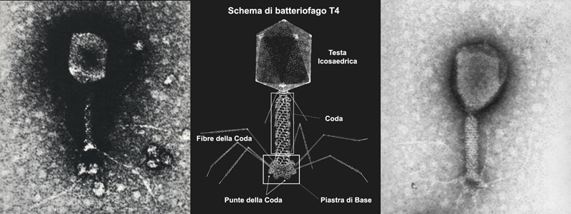 A slice of the Infinite beyond (1) - by Dr Alessio Feltri
Un articolo del nostro vecchio Amico, Dr Alessio Feltri, parecchio "datato" (Febbraio 2006) ma ancora affascinante ed attuale. L'ho recuperato dal Sito "Space Freedom" (non più attivo dal 2012, ma ancora on-line), della Dott.ssa Margherita Campaniolo. 
L'articolo venne scritto per Space Freedom ma io, "recuperandolo", desidero fare un mio personale Tributo ad un personaggio controverso ma, a mio modo di vedere, tanto geniale ed allegro, quanto - in fondo - un pizzico triste. Questo Lavoro vale la pena di leggerlo, credetemi: è CLAMOROSAMENTE ATTUALE! Auguro sempre il meglio ad Alessio e spero che, semmai leggesse, gradisca l'Omaggio che gli porta il Gruppo Lunexit. 

Buona lettura Amici!

VIRUS - di Alessio Feltri

Oltre alle coincidenze inspiegate ed agli intenzionali occultamenti dei fatti, un altro tarlo minaccia il nostro attuale metodo scientifico ed anzi probabilmente è il più pericoloso di tutti. Mi riferisco alla cronica incapacità dell’essere umano di trarre le ovvie conclusioni, anche di fronte all’evidenza più sfacciata. Non mi riferisco evidentemente alla percentuale di credibilità delle giustificazioni di mogli e mariti infedeli, ma a nozioni che, pur essendo apparentemente di patrimonio comune, in realtà non sono “arrivate” mai nella conoscenza collettiva.

Visto che l’attualità ci propone le preoccupazioni per un eventuale sviluppo pandemico dell’influenza aviaria, penso che sia arrivato il momento di conoscere un po’ meglio i nostri amici virus.

Dal punto di vista della classificazione i virus hanno sempre presentato un’infinità di problemi. Inseriti a forza tra i Protisti Inferiori, in realtà hanno ben poco a che vedere con le forme di vita più primitive e questo aspetto è ancora più evidente quando si analizzino le parole usate per descriverli in tutti i testi scientifici specializzati. La frase più ricorrente è “I virus non sono né forme di vita né materia inanimata”. L’imbarazzo è evidente, non è proprio ortodosso definire un’entità qualunque dicendo ciò che non è… Ma pesando con attenzione questa frase, che cosa se ne ricava? Che i virus non sono organismi biologici, non si riproducono e non si evolvono autonomamente, ma sono composti di materia, che però è dotata di mobilità.

In parole povere, i virus sono delle macchine.
Parole chiave: Virus