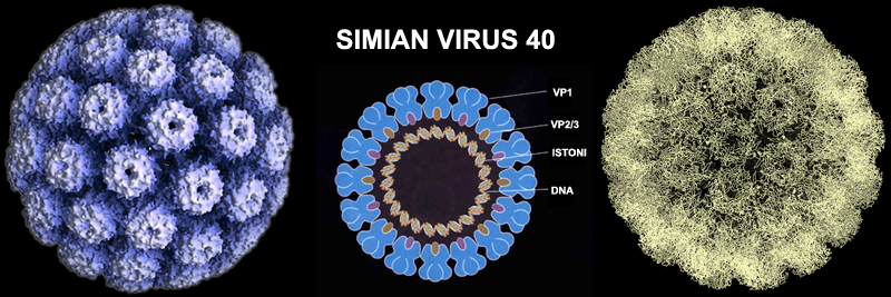 A slice of the Infinite beyond (5) - by Dr Alessio Feltri
...o da quest’altra, riferita al virus SV40, noto per i suoi effetti oncogeni.

La scienza si occupa con ottimi risultati di capire e copiare i meccanismi operativi del DNA e del virus, ma ben poco ci ha mai detto sulla loro origine, almeno ufficialmente. Accontentiamoci di estrapolare dal contesto alcuni concetti basilari, che ci saranno utili.

Il primo è che di norma nell’uomo i naturali nemici dei virus sono i linfociti del sistema immunitario, i quali solitamente riescono ad inibire l’azione virale appena due ore prima che sia irreversibile. Il secondo è che i cosiddetti retrovirus, come l’HIV per esempio, agiscono come mine a tempo, usando la latenza per celarsi al sistema immunitario in attesa, per così dire, di tempi migliori, in cui qualche stress psicofisico indebolisca la velocità di risposta dell’organismo.

Anche se volessimo attribuire l’attuale struttura dei virus a ricombinazioni dovute ad una millenaria entrata-uscita dagli organismi ospiti, mi pare molto difficile che i loro “comportamenti” almeno iniziali non siano effetto di un progetto ben preciso, i cui inquietanti contorni possono essere ricostruiti solo con elementari processi di intelligence.
Parole chiave: Virus