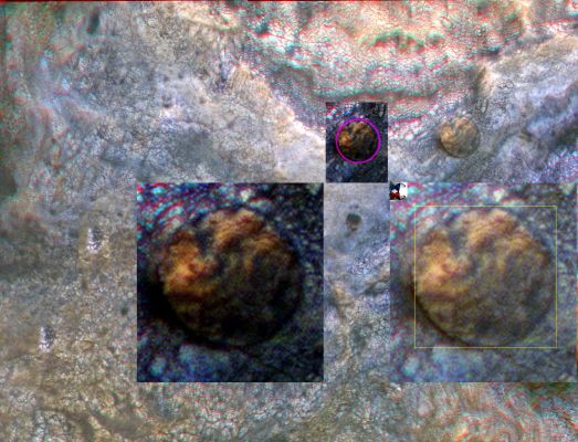 Martian "Roswell"? (edm - false colors; High-Def-3D; credits: Dr M. Faccin & Lunar Explorer Italia)
Nel dettaglio magnificato ed in falsi colori, la condivisione della texture fra il rilievo anomalo e la superficie a cui esso accede appare in tutta la sua evidenza.
Ed è per questo motivo che si è sviluppata in noi l'idea per cui questa bizzarra Surface Feature potrebbe anche essere l'espressione visibile di un qualche tipo di forma vitale (esotica, come ovvio) indigena.

L'unica "certezza" (si fa per dire...) che Vi possiamo offrire attiene il posizionamento del dettaglio: NON SI TRATTA, infatti, di una depressione del suolo, bensì di un rilievo che si solleva - solo da un suo lato - dalla superficie.
Il resto, lo sapete, può essere solo speculazione (informata, certo, ma sempre speculazione).
Parole chiave: Mars from orbit - Controversial Surface Feature: "The Old Flying Saucer"