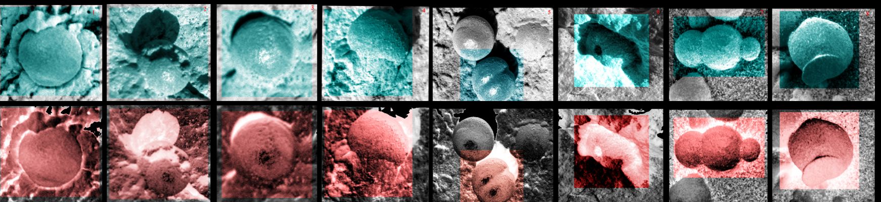 What's inside the "berries"? (an Image-Mosaic by dr Marco Faccin - Lunexit Team)
A volte occorre mettere assieme un gran numero di indizi per ottenere qualcosa che assomigli ad una "prova"...Il Dr Faccin, a nostro parere agendo con correttezza e metodo, potrebbe essere riuscito a conseguire, con questo montaggio, un duplice risultato:

1) provare (o meglio: fornire delle corpose ed eloquenti evidenze sul fatto) che i Frutti di Bosco Marziani NON sono tanto antichi quanto si crede (ergo: NON sono dei "fossili", almeno nel senso terrestre del termine) e

2) suggerire (come noi stessi abbiamo fatto in un recente articolo a firma del Dr Fienga il quale è stato pubblicato su TruePlanets) che DENTRO a questi sempre più enigmatici "berries" potrebbe esserci qualcosa...

Complimenti vivissimi al Dr Faccin per il Lavoro svolto! Ed ora aspettiamo nuovi commenti da parte Vostra...
Parole chiave: Controversial Frame