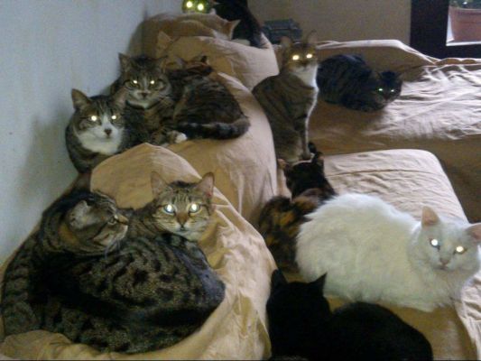 Just like Aliens...
Ad un anno esatto dalla Morte della mia adorata Ginny, un'immagine che l'avrebbe fatta sorridere, anche nel momento di Dolore più profondo. Oltre ai Suoi Gatti, una Poesia, scritta da me, quale Omaggio alla Sua Memoria. 
Che Dio abbia cura della Sua Anima e che, un giorno, me la faccia ritrovare e riabbracciare, oltre le brume di questa Vita mortale, oltre le contraddizioni, gli errori e le sofferenze che, spietatamente, sembrano caratterizzare l'Esistenza di molti. Troppi: Uomini ed Animali.

Una Preghiera per lei e per Noi Tutti. 

Dr Paolo C. Fienga (PhD)


Il Soprabito Nero

La vedevo sin da lontano, ferma al Sole, con il suo Soprabito Nero,
Mentre aspettava qualcuno, chiusa nel Silenzio, perduta nell'Istante,
E con il volto segnato da una lunga malattia, che non lascia scampo,
Il capo, ormai nudo, mentre biancheggiava nel caldo Sole di Maggio...

Lei non cambiava mai, quando mi recavo a trovarla, in quella quieta Casa,
La Casa dove mille Anime, senza più Speranza, attendono una Degna Fine,
Mi avvicinavo a Lei, timoroso, dopo aver scrutato la vicina campagna,
E poi giungevo in quel parcheggio, sempre pieno di macchine, e di silenzio.

Lei non cambiava mai: uno sguardo perso nel vuoto, ma gli occhi aperti,
Il volto tirato, segnato da rughe ormai vecchie di cent'anni, o forse più,
In piedi, immobile, mentre il Vento passava sul Suo viso e la pallida fronte,
Come una Statua di Ghiaccio che, trepidamente, attende il proprio Fato...

Quando ero abbastanza vicino, allora non potevo distogliere più gli occhi,
Da quella sua smorfia, dipinta in uno stile che non saprei riconoscere,
Celata nel suo Soprabito Nero, che nascondeva le Ferite di tutta una Vita,
Immobile, mi aspettava, e si muoveva solo quando ero ad un passo da Lei...

Tutto ritorna, in questa Indefinibile Esistenza: tutto ritorna e si fa riconoscere,
Anche le immagini che non ho mai visto, ma che ho dentro di me, a volte,
Si manifestano e si rivelano, per quello che erano veramente, per loro stesse,
Tutto ritorna alla mente, adesso, in questo giorno di vento, mentre ricordo.

E cosa resta, ora, degli istanti vissuti nella Speranza di un Nuovo Giorno?
Che rimane del ridere, del piangere e delle lunghe corse versa la Salvezza?
Cosa rimane, o Dio, delle infinite Preghiere che Ti ho rivolto, negli anni,
E che rimasero inascoltate, o forse dimenticate, o perse, nell'Infinita Luce?

Solo un Soprabito Nero che, ora coperto di polvere e di memorie, si nasconde nell'armadio;
Come una sorta di Sudario, ma sempre portato con Dignità, anche quando il Peso era Grande;
Un Soprabito Nero, che mi ricorda il Suo Volto, bianco e sfinito, che inquieto osservava la Vita,
Mentre Essa se ne andava via, veloce, attraverso le ore che segnarono i Suoi ultimi passi...

E sarà quel Soprabito Nero, quello che io porterò, sulle mie spalle, nel Tempo che verrà:
Nella consapevolezza che né i miei rimorsi, né affetti, né rimpianti, ne cambieranno mai il colore.

So che un Soprabito Nero mi accompagnerà, per sempre, mentre i miei Sacrifici svaniranno,
Come polvere lasciata su un tavolo; come pensieri, perduti, nelle spire di una Vita troppo breve...
Parole chiave: Cats