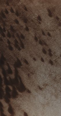 Dark Dunes on Brashear Crater's Floor (Absolute Natural Colors; credits for the additional process. and color.: Dr Paolo C. Fienga - Lunexit Team)
nessun commento
Parole chiave: Mars from orbit - Dunefield - Brashear Crater