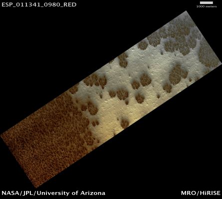 Starburst Fans, or: the Arthur Clarke Trees (Natural Colors; credits: Lunar Explorer Italia)
Quante volte, su Siti (fanta/pseudo) Scientifici avete visto e letto degli "Alberi Marziani" (che sono anche - e meglio - noti al Pubblico come "Arthur Clarke Trees", in omaggio al Creatore della Saga di "2001 - Odissea nello Spazio")? 

Sicuramente tante volte. 

Oggi (in realtà esistevano già altre riprese sufficientemente chiare, ma facciamo finta che non lo fossero...), grazie a questa splendida immagine ottenuta dalla Sonda MRO, il "mistero" degli Alberi Marziani possiamo dire che è definitivamente risolto (anche se, a nostro avviso, queste Surface Features non erano mai state un VERO mistero): si tratta di Fans a forma di "stella che esplode". 

E come si sono generati questi Fans (---sbuffi)? Ce lo spiega la NASA stessa:"During the Martian Winter a layer of Carbon Dioxide Ice (CO2, or Dry Ice) forms a seasonal cap over the South Polar Region. In the Spring — when the Sun starts to warm the ice and the surface below — gas escapes from beneath the ice layer, carrying dust with it.
The dust is deposited on top of the ice in Fans, with an orientation determined by the prevailing wind direction. In this Region, the gas flows along radial channels, so that when it emerges we see a circular set of Dust Fans. These inspire the “starburst” description".

La "morale" è sempre la stessa: i Misteri - su Marte e nel resto di Sistema Solare e del Cosmo - ci sono, esistono e sono grandi ed affascinanti. 
Non serve quindi "inventarne" di sana pianta (se non per consentire a qualcuno di mettersi soldi e facile notorietà in tasca): basta osservare, studiare ed infine - credeteci - di motivi per sognare e per comprendere che "non siamo soli", ne troverete a milioni.

"Piramidi", "Sfingi" e "Parabole"? NO, grazie!

Mars Local Time: 17:06 (middle afternoon)
Coord. (centered): 81,8° South Lat. and 76,1° East Long.
Spacecraft altitude: 246,9 Km (such as about 154,3 miles) 
Original image scale range: 49,4 cm/pixel (with 1 x 1 binning) so objects ~1,48 mt across are resolved 
Map projected scale: 50 cm/pixel
Map projection: EQUIRECTANGULAR 
Emission Angle: 0,2° 
Phase Angle: 88,0°
Solar Incidence Angle: 88° (meaning that the Sun is about 2° above the Local Horizon)
Solar Longitude: 180,8° (Northern Autumn)
Credits: NASA/JPL/University of Arizona
Additional process. and coloring: Lunar Explorer Italia
Parole chiave: Mars from orbit - South Polar Features - Starburst Fans