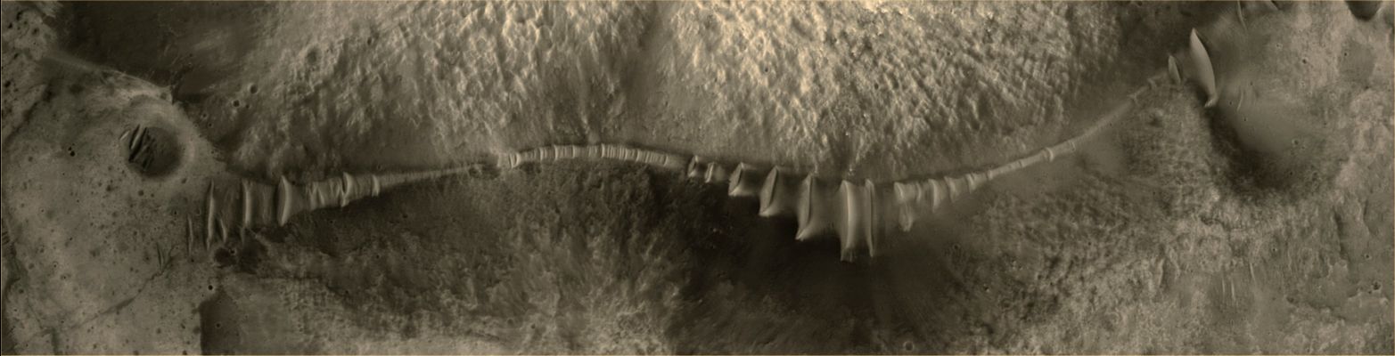 "Worm-like" Surface Feature in the Southern Highlands (EDM n. 2 - False Colors; credits: Dr G. Barca)
Ringraziando gli Amici di Lunexit per gli interessanti commenti, dobbiamo precisare (onde evitare l'insorgere di spiacevoli malintesi) che, a nostro parere, questa Surface Feature non possiede nulla di "Biogenico". 
Si tratta, sempre a nostro modo di vedere, del letto asciutto di un antichissimo torrente (o forse anche un laghetto, le cui acque erano comunque soggette a deboli correnti).

L'apparenza - da svariate centinaia di Km di altezza - è quella di un grosso "vermone", ma la sostanza ci dice che siamo davanti ad un antico rilievo di presumibili origini fluviali, sinuoso e (ovviamente) prosciugato, sul quale si elevano delle bizzarre (e sempre affascinanti) "ripples".

Relativamente a queste ripples, da notare la loro albedo (elevata) e la loro forma a "scafo", la cui origne, con ogni probabilità, può essere fatta risalire all'azione congiunta di correnti d'aria persistenti e periodicamente contrapposte.
La loro consistenza, a nostro parere, dovrebbe rendere queste ripples simili in tutto e per tutto a quei rilievi rocciosi - ma fragili - che prendono il nome di "yardangs".
Parole chiave: Mars from orbit - Fluvial feature