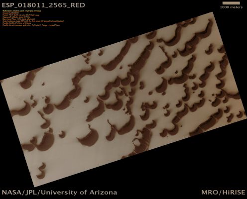 Between Abalos and Olympia Undae... (Absolute Natural Colors; credits: Dr Paolo C. Fienga - Lunexit Team)
This HiRISE image shows some large Sand Dunes near the North Pole of Mars. The picture was taken in summertime, with only small patches of ice remaining on the Surface: this show up as bright, somewhat blue, spots on slopes that provide some shading from the Sun.

Geologists would classify these Dunes as "sand-starved" because the ground between the Dunes has almost no sand; in addition, this ground shows a pattern of cracks that is typical of icy permafrost undergoing through seasonal expansion and contraction. 

It is also possible that some Subsurface Ice exists inside the Dunes themselves; if so, the Dunes are not currently moving, and the ice is acting as a "stabilizer".

This idea is supported by the observation that there are small Landslide Gullies being cut into the Dunes, something not seen if the Dunes are rejuvenated as they move in the wind. However, to test this idea this area has been repeatedly imaged by multiple cameras on different spacecrafts. 
With meticulous care it will be eventually possible to determine just how much the Dunes have moved or changed over the past years.
Parole chiave: Mars from orbit - Dunes - Abalos Undae