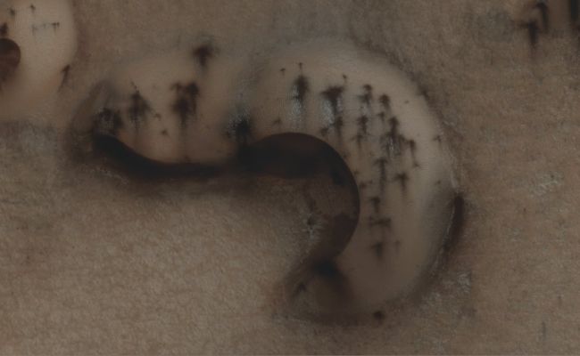 Defrosting Northern Dunes (EDM - Absolute Natural Colors; credits for the additional process. and color.: Dr Paolo C. Fienga - Lunexit Team)
Mars Local Time: 13:58 (early afternoon)
Coord. (centered): 76,6° North Lat. and 104,1° East Long.
Spacecraft altitude: 317,7 Km (such as about 198,6 miles) 
Original image scale range: 31,8 cm/pixel (with 1 x 1 binning) so objects ~ 95,0 cm across are resolved
Map projected scale: 25 cm/pixel
Map projection: POLAR STEREOGRAPHIC
Emission Angle: 0,8° 
Sun - Mars - MRO (or "Phase") Angle: 63,5°
Solar Incidence Angle: 63° (meaning that the Sun is about 27° above the Local Horizon)
Solar Longitude: 39,2° (Northern Spring)
Credits: NASA/JPL/University of Arizona
Additional process. and coloring: Lunar Explorer Italia
Parole chiave: Mars from orbit - Dunefield - Northern Regions