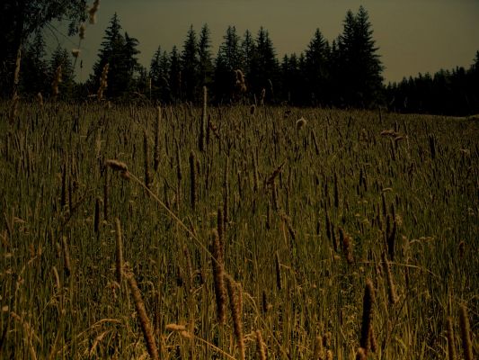 False Impression (by Dr Gianluigi Barca)
nessun commento
Parole chiave: Artistic Pictures