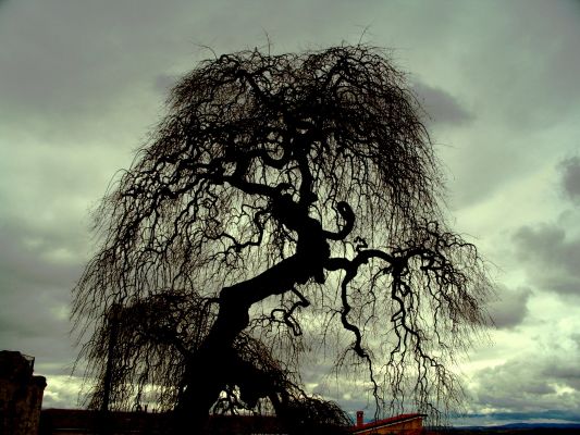 Fractal Tree (by Dr Gianluigi Barca)
nessun commento
Parole chiave: Artistic Pictures