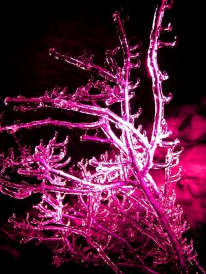 Icy Corals... (by Dr M. Faccin)
nessun commento
Parole chiave: Artistic Pictures