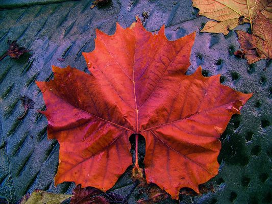 InfraLeaf (by Marco Faccin)
nessun commento
Parole chiave: Artistic Pictures