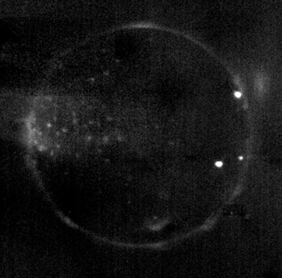Volcanic Lights In the Night of Io
This unusual image shows Io glowing in the darkness of Jupiter's shadow. It is a combination of eight images taken by the New Horizons Long Range Reconnaissance Imager (LORRI) between 14:25 and 14:55 Universal Time on February 27, 2007, about 15 hours before the spacecraft's closest approach to Jupiter. North is at the top of the image.

Io's surface is invisible in the darkness, but the image reveals glowing hot lava, auroral displays in Io's tenuous atmosphere and volcanic plumes across the moon. The three bright points of light on the right side of Io are incandescent lava at active volcanoes - Pele and Reiden (south of the equator), and a previously unknown volcano near 22 degrees north, 233 degrees west near the edge of the disk at the 2 o'clock position.

An auroral glow, produced as intense radiation from Jupiter's magnetosphere bombards Io’s atmosphere, outlines the edge of the moon’s disk. The glow is patchy because the atmosphere itself is patchy, being denser over active volcanoes. In addition to the near-surface glow, there is a remarkable auroral glow suspended 330 kilometers (200 miles) above the edge of the disk at the 2 o'clock position; perhaps this glowing gas was ejected from the new volcano below it. Another glowing gas plume, above a fainter point of light, is visible just inside Io's disk near the 6 o'clock position; this plume is above another new volcanic eruption discovered by New Horizons.

On the left side of the disk, near Io's equator, a cluster of faint dots of light is centered near the point on Io that always faces Jupiter. This is the region where electrical currents connect Io to Jupiter's magnetosphere. It is likely that electrical connections to individual volcanoes are causing the glows seen here, though the details are mysterious.

Total exposure time for this image was 16 seconds. The range to Io was 2.8 million kilometers (1.7 million miles), and the image is centered at Io coordinates 7 degrees south, 306 degrees west. The image has been heavily processed to remove scattered light from Jupiter, but some artifacts remain, such as dark patches in the background.

Parole chiave: Jupiter's Moon - Io